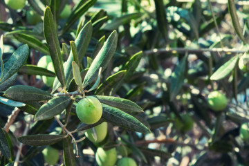 Branches with  green olives. Olive tree orchard