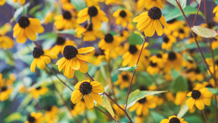 Beautiful yellow flower in the garden. Nature