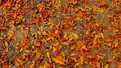  Fallen leaves of trees on the ground. autumn