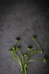 Flower Buds on Dark Concrete Surface 