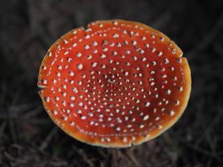 Giftig - roter Fliegenpilz mit weissen Punkten