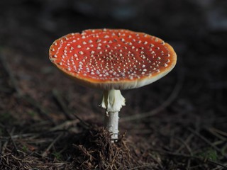 Giftig - roter Fliegenpilz mit weissen Punkten