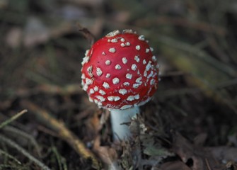 Giftig - roter Fliegenpilz mit weissen Punkten