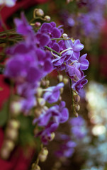 Retrato de unas orquídeas blancas y moradas