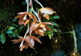 Retrato de unas flores de color marrón claro