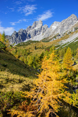 Die Bischofsmütze im Herbstkleid