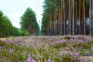 Blossoming Heather on the meadow. Forest area