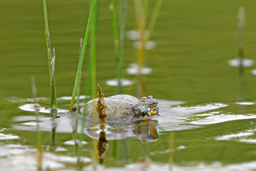 rufende Rotbauchunke (Bombina bombina) - European fire-bellied toad