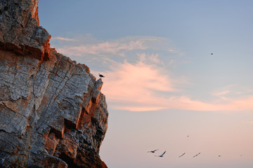 Rock in the sea and flock of birds at sunset.