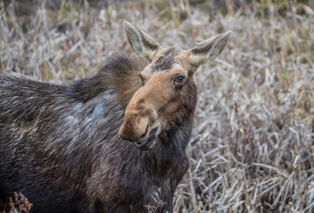 Canadian female moose in wetlands