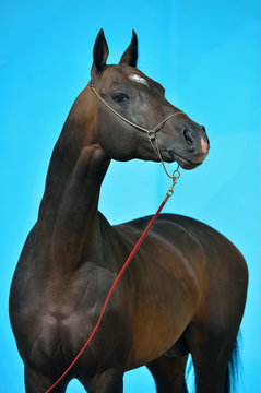 Dark bay akhal teke breed horse stands in show halter against turquoise blue background. Animal portrait. Interior photo concept.