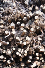 Carved and stacked trees