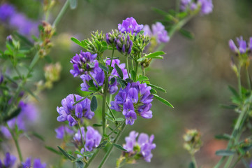 The field is blooming alfalfa