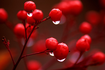 Fototapeta na wymiar Red Berries with Dew Drops