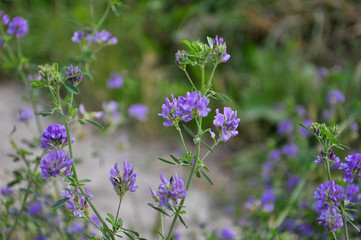 The field is blooming alfalfa