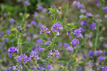 The field is blooming alfalfa