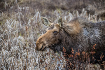 Canadian female moose in wetlands
