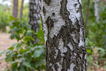 Birch Tree Trunk Close up on park background