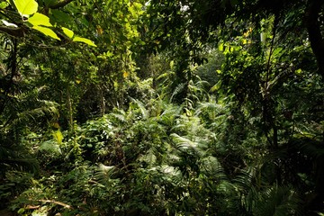 Green Junge in Monkey Forest