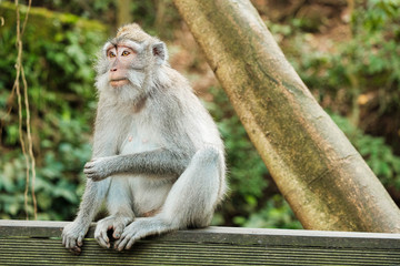 Monkey in Monkey Forest