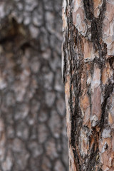 Pine Tree Trunk Bark Texture Close up on blurred Pine bg