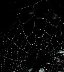 A web full of raindrops on a black background