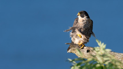 A Peregrine Falcon perched on the cliffs.