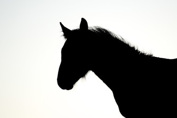 Fototapeta na wymiar The silhouette of a horse head