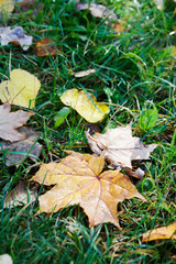 Fallen autumn leaves with dew on green grass.