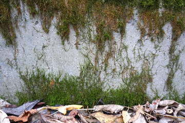 Old vintage stone wall with green water moss texture