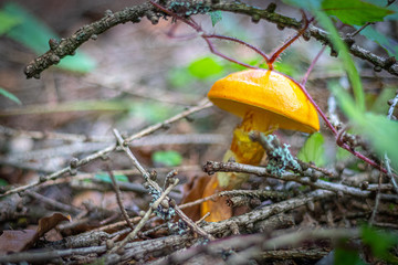 yellow mushroom 