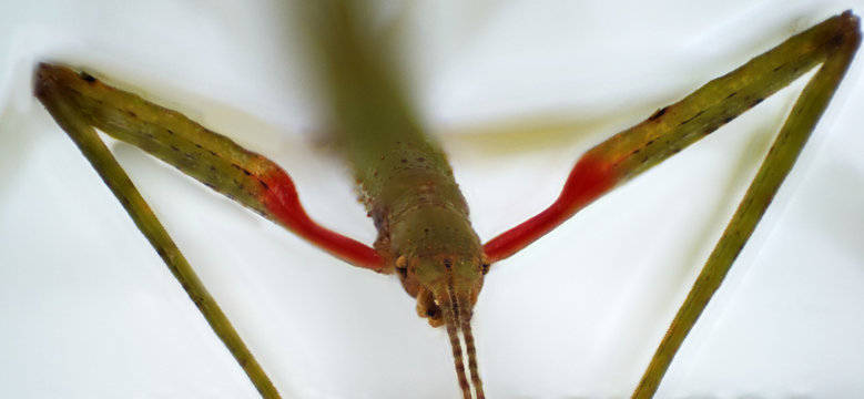 macro of Indian stick insect
