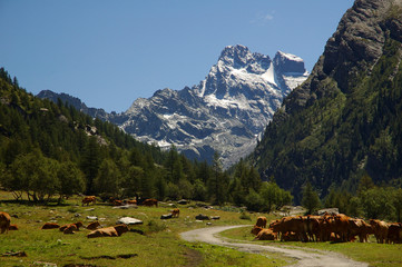 Troupeau de vaches devant le Mont Viso vu depuis le Queyras, Hautes-Alpes, France