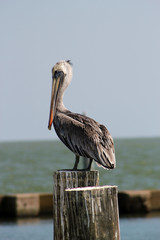 Portrait of a Pelican II