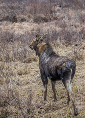Canadian female moose in wetlands