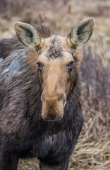 Canadian female moose in wetlands