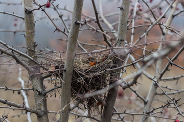nest of birds on the branches of the bush