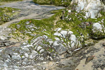 seaweed on the stones of the beach in the Cantabrian Sea