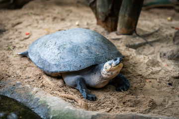 Big turtle. Adult female flatback sea turtle