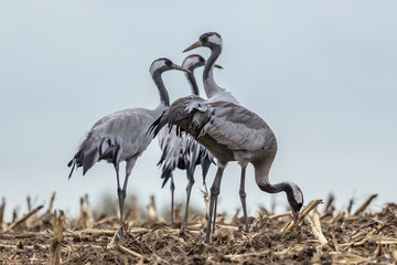 kraniche © Klaus Haase 