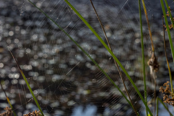 Cobweb ,spiderweb with water drop. Close up