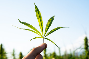 Fototapeta na wymiar Hand holding cannabis leaf at outdoor cannabis farm field. Hemp plants used for CBD and health