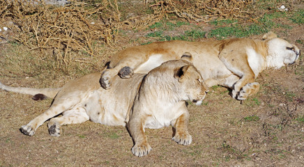 Naklejka na ściany i meble two lionesses sleep in the park