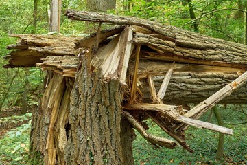 A fallen tree in the forest. Closeup of the splintered wood