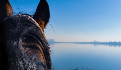 head of horse on blue background of the lake and the sky with clouds