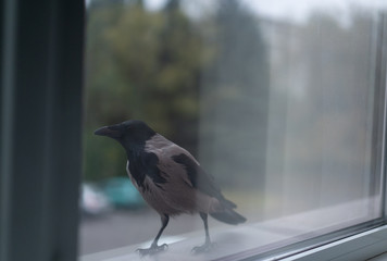 Crow looks out the window