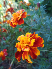 Marigold flowers closeup, Field, Garden, Background