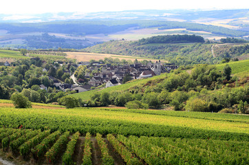 Fototapeta na wymiar Vigne de Bourgogne - Irancy