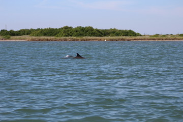 Obraz premium Dolphins Playing