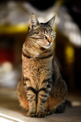 Beautiful Cat Enjoy Sunrays At a Living Room